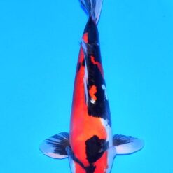 Aktuelle Koi